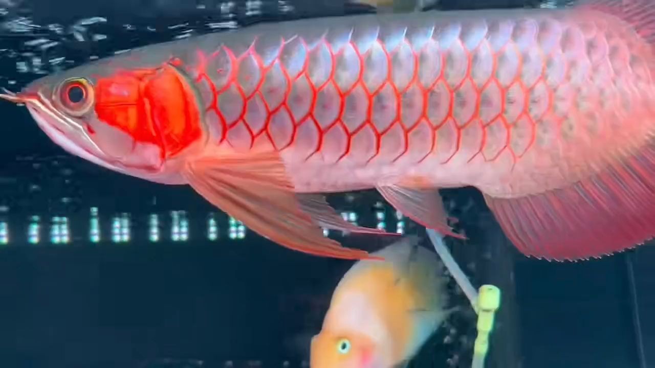 頓頭白玉紅龍魚：頓頭白玉紅龍魚在養殖中需要特殊的水質和環境和環境