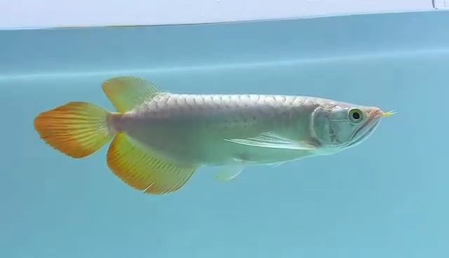 高品質紅龍魚（赫舞紅龍魚）求評價，高品質紅龍魚（赫舞紅龍魚）求評價高品質赫舞紅龍魚，赫舞紅龍魚，高品質觀賞魚的鑒賞與評價 高品質紅龍魚（赫舞紅龍魚）求評價，高品質紅龍魚（赫舞紅龍魚）求評價高品質赫舞紅龍魚，赫舞紅龍魚，高品質觀賞魚的鑒賞與評價 赫舞紅龍魚