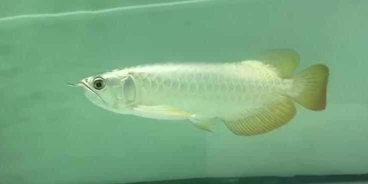 [2025]祥龍金禾金龍魚(yú)：祥龍金禾金龍魚(yú)養(yǎng)殖技術(shù)及其在現(xiàn)代水產(chǎn)養(yǎng)殖中的應(yīng)用，祥龍金禾金龍魚(yú)養(yǎng)殖技術(shù)及其在現(xiàn)代水產(chǎn)養(yǎng)殖中的創(chuàng)新應(yīng)用