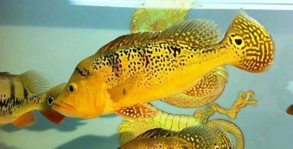 [2025]巴西亞魚：熱帶水族箱的明星，探秘其獨特魅力與飼養之道