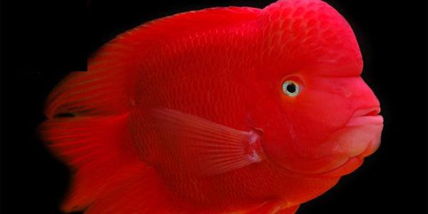 財神鸚鵡魚：財神鸚鵡魚是一種受歡迎的觀賞魚，它們是一種受歡迎的觀賞魚 財神鸚鵡魚：財神鸚鵡魚是一種受歡迎的觀賞魚，它們是一種受歡迎的觀賞魚 財神鸚鵡魚