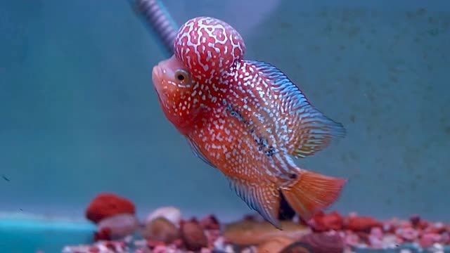 極品金花羅漢魚：極品金花羅漢魚的飼養要求以及養護技巧