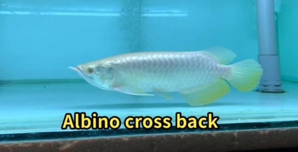 探索馬來西亞白子金龍魚之美，珍稀魅力難以抗拒，馬來西亞白子金龍魚，珍稀魅力，探索自然之美