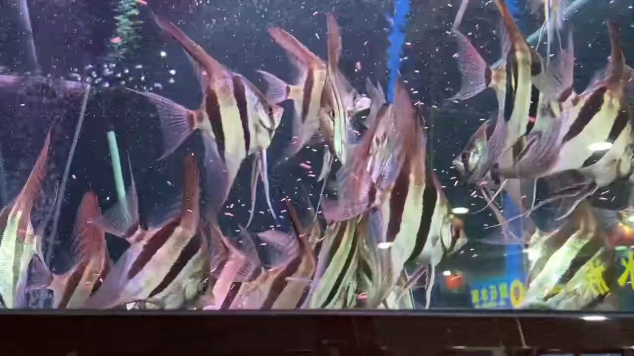 埃及神仙2025：《埃及神仙2025》 埃及神仙2025：《埃及神仙2025》 野生埃及神仙魚