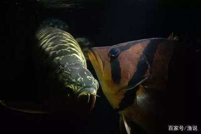 印尼虎魚苗混養疾病預防，印尼虎魚苗混養常見疾病預防和治療印尼虎魚苗混養密度控制 印尼虎魚苗混養疾病預防，印尼虎魚苗混養常見疾病預防和治療印尼虎魚苗混養密度控制 虎魚百科 第3張