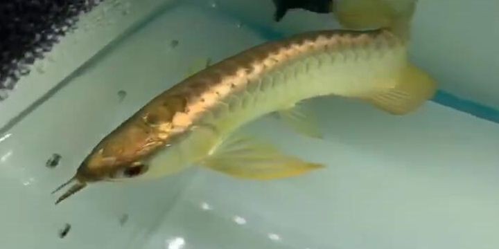 祥龍金禾系列金龍魚：祥龍金禾系列之金龍魚 祥龍金禾系列金龍魚：祥龍金禾系列之金龍魚 金龍魚