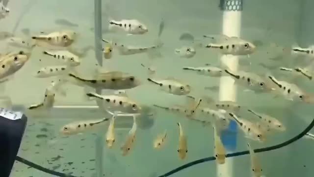 [2025]巴西亞魚苗批發：巴西亞魚苗批發是一種商業活動，2025.07.19巴西亞魚苗
