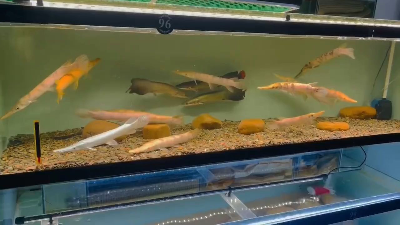 一缸火箭魚：紅眼花火箭，黑眼花火箭，紅眼純黃火箭，...：一缸火箭魚：紅眼花火箭，黑眼純黃火箭，紅眼純黃火箭 一缸火箭魚：紅眼花火箭，黑眼花火箭，紅眼純黃火箭，...：一缸火箭魚：紅眼花火箭，黑眼純黃火箭，紅眼純黃火箭 紅眼黃化幽靈火箭魚|皇家火箭魚
