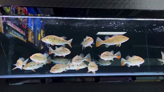 2025帝王三間魚：2025帝王三間魚2025帝王三間魚 2025帝王三間魚：2025帝王三間魚2025帝王三間魚 帝王三間魚