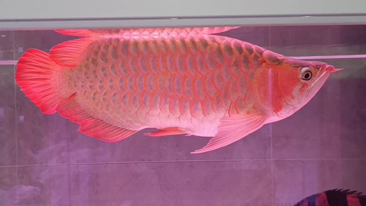 寬體大尾翹頭戰(zhàn)車紅龍魚：“寬體大尾翹頭戰(zhàn)車紅龍魚”觀賞魚體型龐大，造型威猛霸氣 寬體大尾翹頭戰(zhàn)車紅龍魚：“寬體大尾翹頭戰(zhàn)車紅龍魚”觀賞魚體型龐大，造型威猛霸氣 戰(zhàn)車紅龍魚