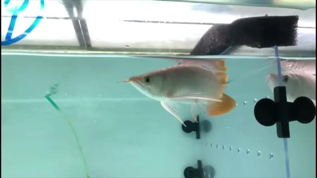 新到一組印尼小紅龍：新到一組印尼小紅龍包括它們的外觀描述、生活習性以及繁殖方法等關鍵信息