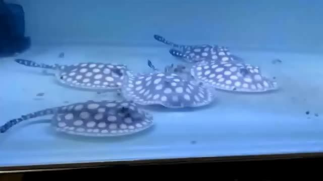 皇冠黑白魟魚繁殖培育到現在，還是覺得老版純血皇冠黑...：皇冠黑白[需手動填充]繁殖培育到現在，還是覺得老版純血皇冠黑白魟魚好看