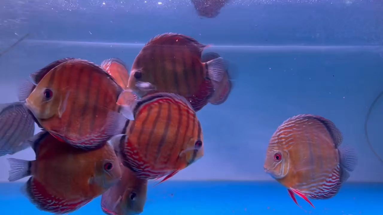 酷睿皮亞紅彩15-17Cm（野彩魚批發(fā)）：酷睿皮亞紅彩15-17cm野彩魚批發(fā) 酷睿皮亞紅彩15-17Cm（野彩魚批發(fā)）：酷睿皮亞紅彩15-17cm野彩魚批發(fā) 野彩魚