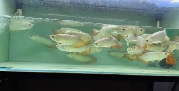 飼料 過(guò)背金龍魚(yú):水族界的璀璨明珠 過(guò)背金龍魚(yú) 過(guò)背金龍魚(yú):水族界的璀璨明珠 過(guò)背金龍魚(yú):水族界的璀璨明珠 過(guò)背金龍魚(yú)