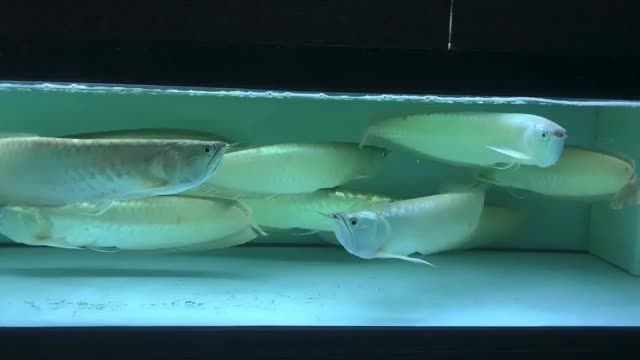 [2025]大尺寸銀龍魚：大尺寸銀龍魚的養(yǎng)殖技術(shù)，2025年7月19日大尺寸銀龍魚高效