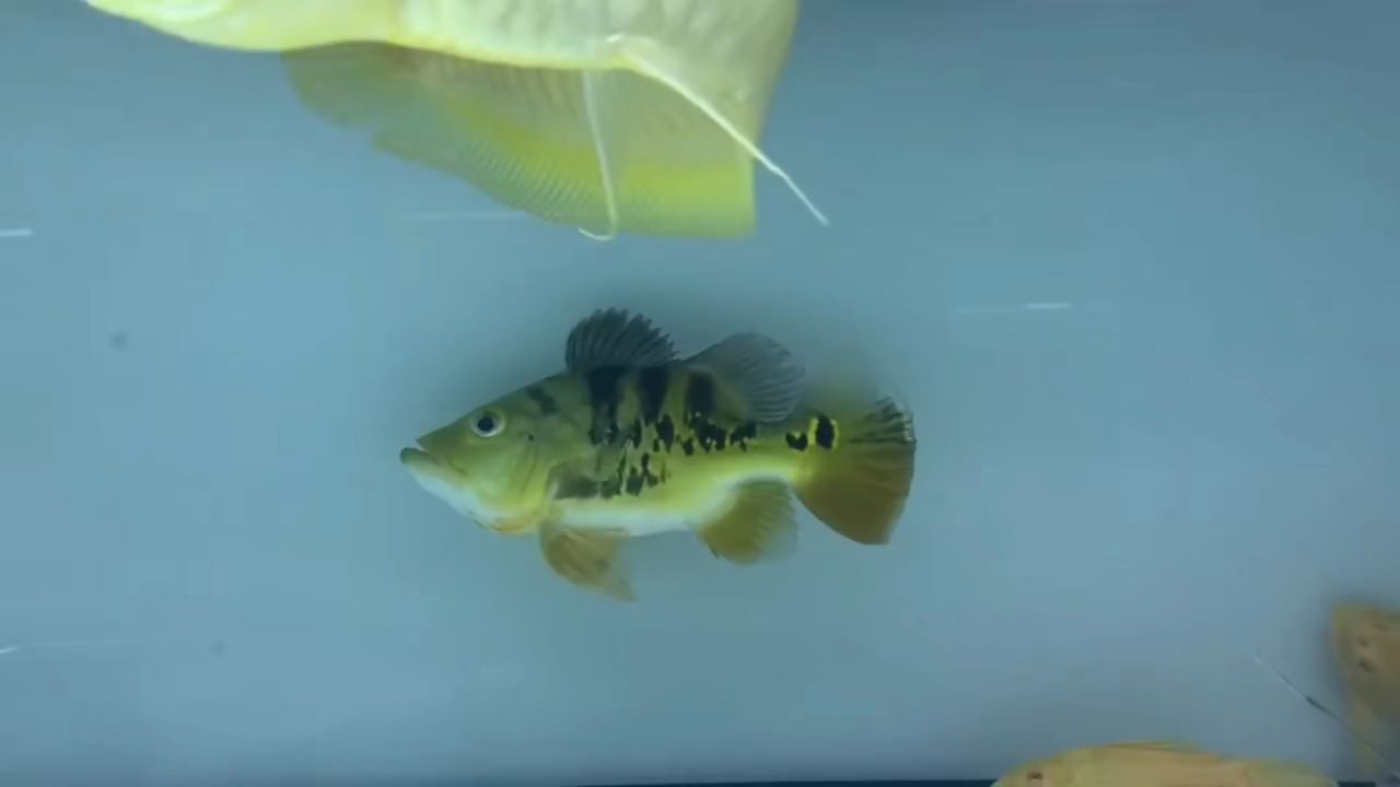 巴西亞魚來個短身的，巴西亞魚是一種什么樣的魚，短身巴西亞魚，品種特征與飼養要點 巴西亞魚來個短身的，巴西亞魚是一種什么樣的魚，短身巴西亞魚，品種特征與飼養要點 巴西亞魚