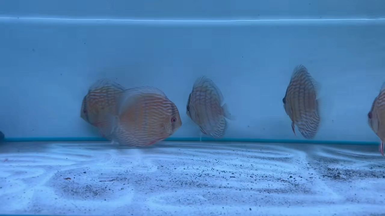 （野彩魚批發）皇室野彩15~17Cm：“皇室野彩15~17cm”值得推薦的優質野生彩色魚類 （野彩魚批發）皇室野彩15~17Cm：“皇室野彩15~17cm”值得推薦的優質野生彩色魚類 野彩魚