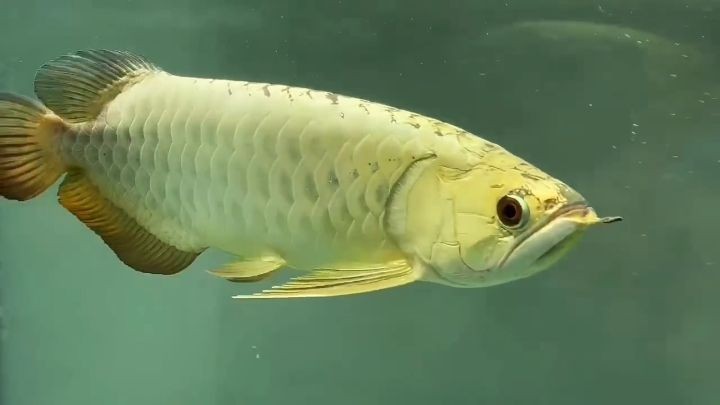 看看這條金龍能評(píng)賽級(jí)不？：金龍?jiān)诒荣愔械谋憩F(xiàn)令人矚目，評(píng)委和觀眾一致好評(píng)