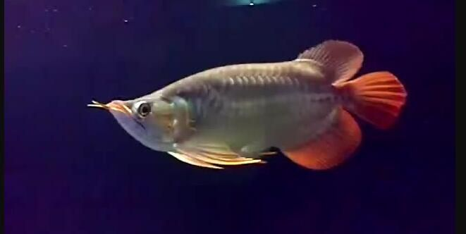 25公分短身紅龍魚：25公分短身紅龍魚是一種小型觀賞魚，以其獨特的紅色鱗片和色彩而聞名 25公分短身紅龍魚：25公分短身紅龍魚是一種小型觀賞魚，以其獨特的紅色鱗片和色彩而聞名 短身紅龍魚