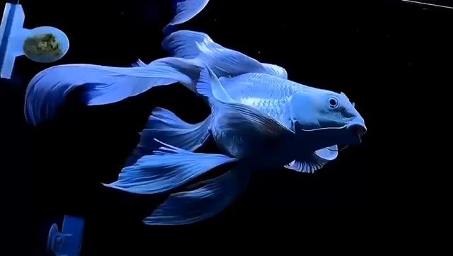 漂亮的蝴蝶鯉魚：蝴蝶鯉魚是一種美麗的觀賞魚，以其獨特的色彩和優雅的形態著稱