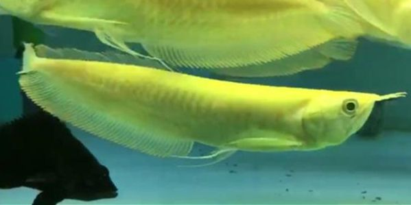 黃化銀龍魚：黃化銀龍魚是一種怎樣的魚？ 黃化銀龍魚：黃化銀龍魚是一種怎樣的魚？ 白子黃化銀龍魚