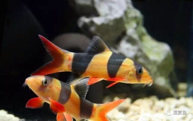小三間鼠魚：小三間鼠魚的做法