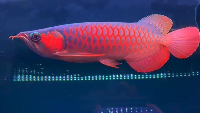 2025-30公分超血紅龍魚2，-30公分超血紅龍魚2，2025年30公分超血紅龍魚2，珍稀品種與養殖指南，2025年珍稀30公分超血紅龍魚2，品種特性與專業養殖指南