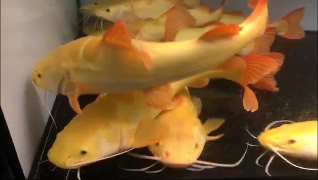 黃金貓魚最近很火：黃金貓魚怎么養(yǎng) 黃金貓魚最近很火：黃金貓魚怎么養(yǎng) 黃金貓魚