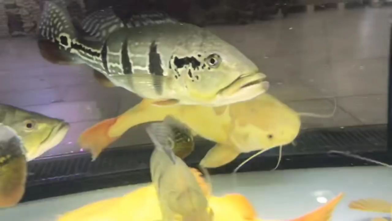 [2025]小肥肥短身黃金貓魚-馬來西亞祥龍魚場，小肥肥短身黃金貓魚，馬來西亞祥龍魚場特色品種，小肥肥短身黃金貓魚，馬來西亞祥龍魚場特色品種，小肥肥短身黃金貓魚