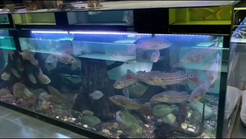 大號帝王三間魚：大號帝王三間魚的歷史與文化價值 大號帝王三間魚：大號帝王三間魚的歷史與文化價值 帝王三間魚