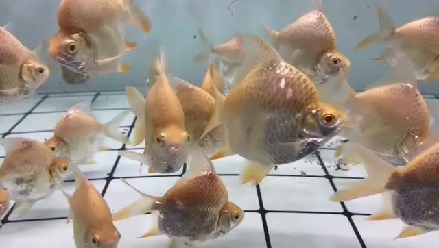 短身元寶鯽魚：短身元寶鯽魚在生態(tài)系統(tǒng)中發(fā)揮著重要的作用和作用 短身元寶鯽魚：短身元寶鯽魚在生態(tài)系統(tǒng)中發(fā)揮著重要的作用和作用 元寶鯽