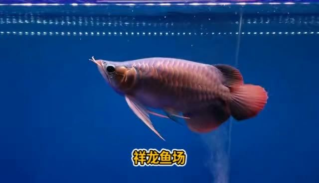詳細閱讀:28公分短身戰車紅龍:28公分短身戰車紅龍戰車 28公分短身戰車紅龍:28公分短身戰車紅龍戰車