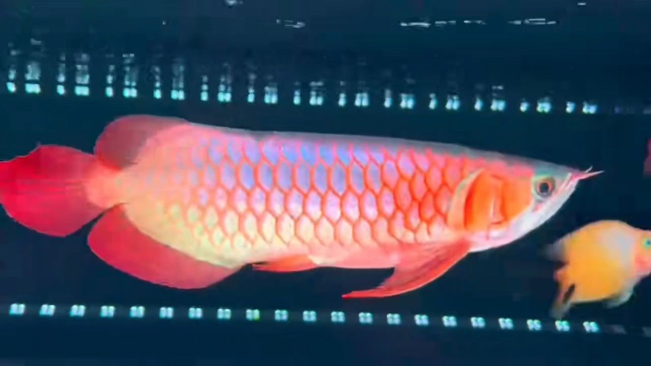 30多公分(38cm)白玉紅龍魚,38公分白玉紅龍魚,38公分白玉紅龍魚,珍稀大型觀賞魚鑒賞,38公分珍稀白玉紅龍魚大型觀賞魚鑒賞