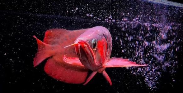 驚艷登場！精品超血紅龍魚，血色艷麗，品質卓越！