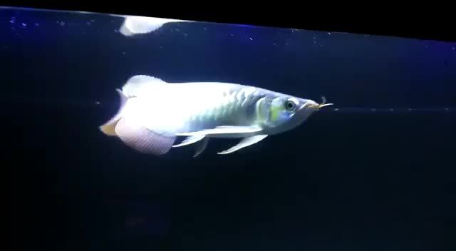 [2025]變態(tài)體型大湖紅龍魚：變態(tài)尾大湖紅龍魚