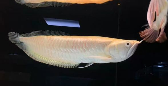 白子銀龍魚:珍稀的白色銀龍,水族箱中的明珠