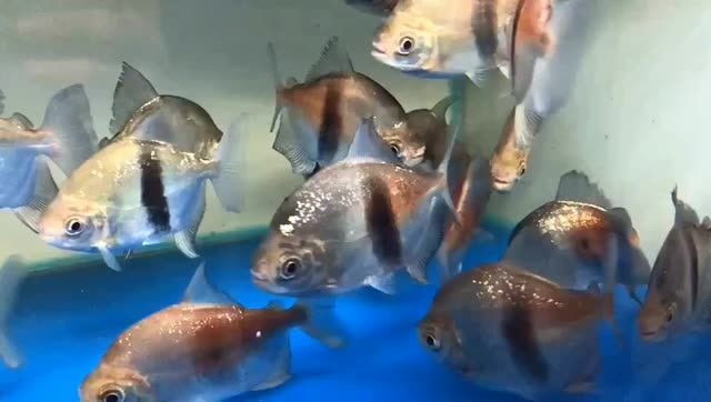 粗線銀版魚批發(fā)：粗線銀版魚批發(fā)市場(chǎng) 粗線銀版魚批發(fā)：粗線銀版魚批發(fā)市場(chǎng) 混養(yǎng)魚（配魚）