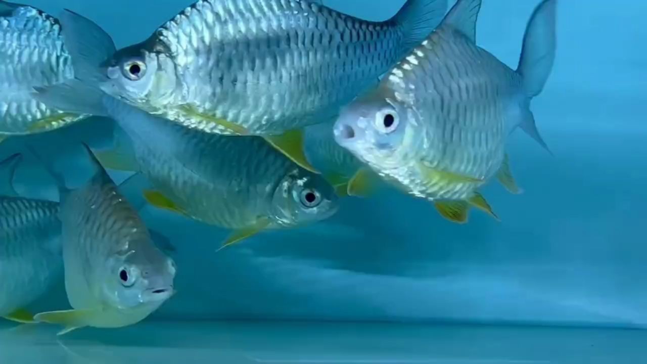高身亮鱗檸檬鯽，高身亮鱗檸檬鯽是一種常見的觀賞性魚類，高身亮鱗檸檬鯽，觀賞魚中的璀璨明珠，高身亮鱗檸檬鯽，觀賞魚中的璀璨明珠，高身亮鱗檸檬鯽，觀賞魚中的璀璨明珠