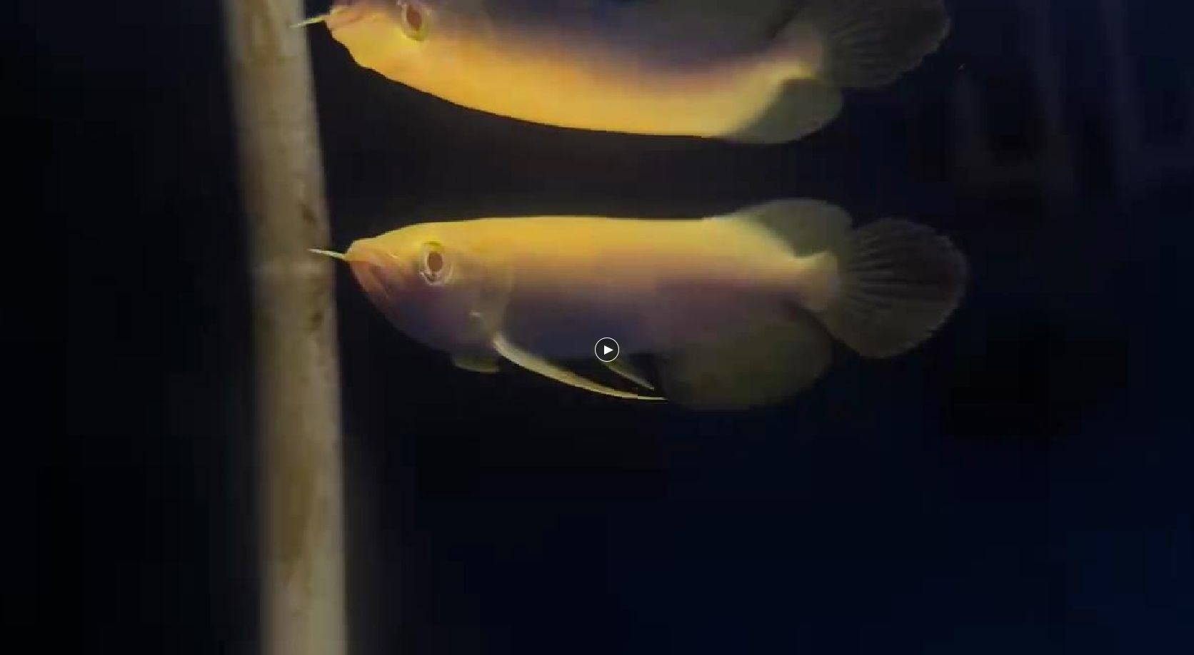白子金龍魚苗，高端白子過背金龍魚，白子金龍魚苗，家里有魚勝過有礦，快來看看這款高端白子過背金龍魚，高端白子金龍魚苗，家中觀賞勝于財富，高端白子過背金龍魚苗，家中觀賞勝于財富的奢華之選，奢華之選，高端白子過背金龍魚苗，家中觀賞勝于財富