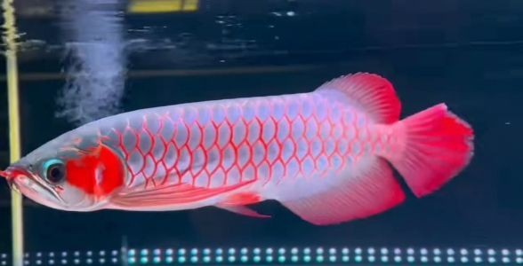 絕美品相，白玉紅龍魚(yú)，高貴典雅，水族翹楚，白玉紅龍魚(yú)，絕美品相，水族界的典雅翹楚，絕美品相白玉紅龍魚(yú)，水族界的典雅翹楚