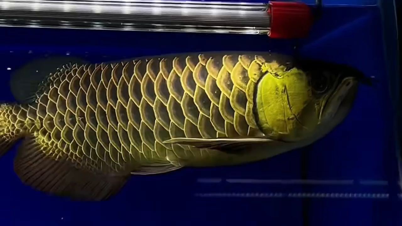 40公分老血統黃金古典過背金龍魚，40公分老血統黃金古典過背金龍魚具有獨特的外觀特征，40公分老血統黃金古典過背金龍魚的獨特外觀特征，40公分老血統黃金古典過背金龍魚的獨特外觀特征解析