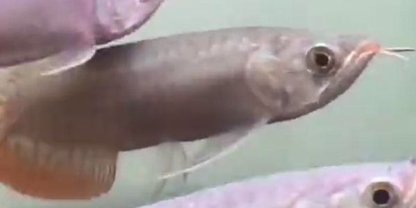 印尼小紅龍：印尼小紅龍是一種在印度尼西亞發現的罕見生物屬于紅龍科