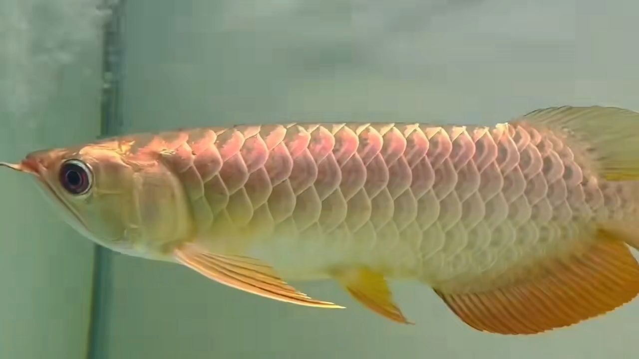 金頭過背金龍魚2025：擁有一條金頭過背金龍魚是一種美好的體驗