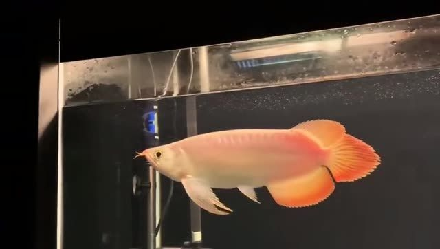 [2025]2025祥龍赫舞紅龍魚震撼發布盛典，2025祥龍赫舞紅龍魚震撼發布盛典，2025祥龍赫舞紅龍魚震撼發布盛典