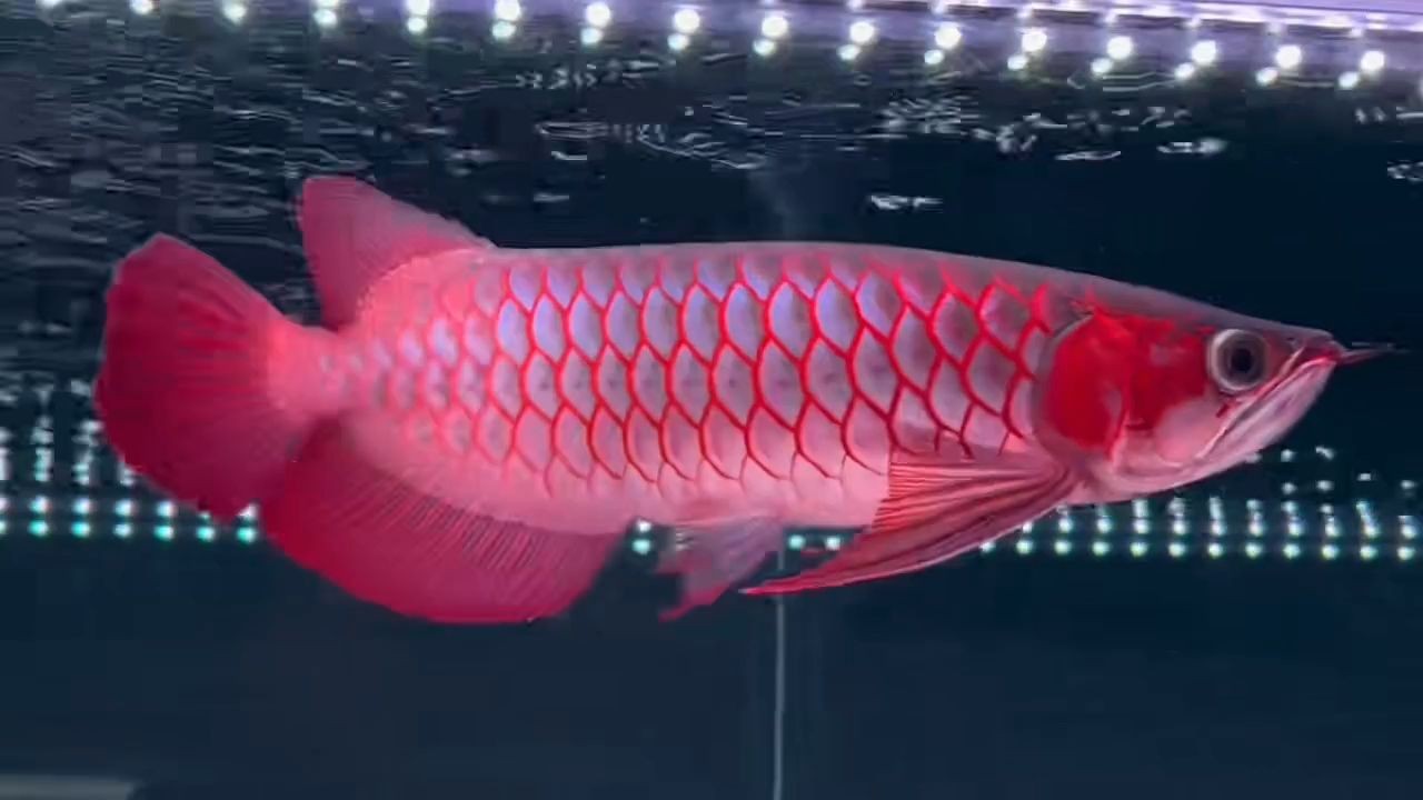 50公分超血紅龍魚(yú)：超血紅龍魚(yú)是一種體型較大，顏色鮮艷的魚(yú)類