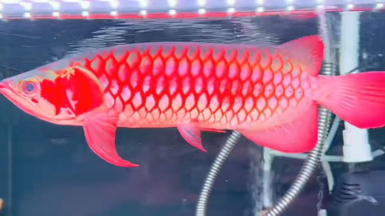 白玉紅龍魚(yú)2025-鏡面金屬質(zhì)感，白玉釉潤(rùn)底.紅到爆表34分：白玉紅龍魚(yú)2025-鏡面金屬質(zhì)感