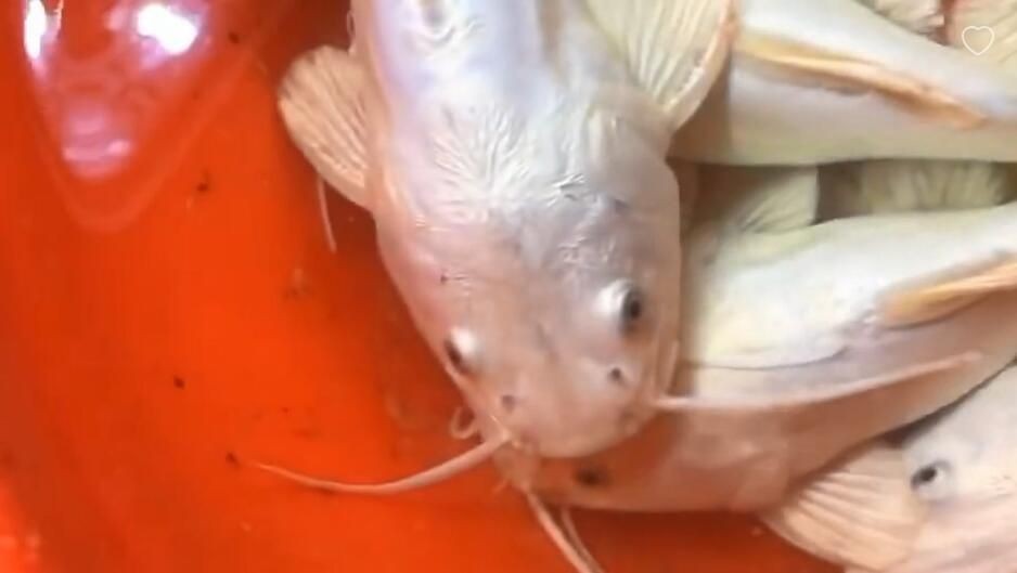 [2025]精品黃金貓魚到貨。：精品黃金貓魚