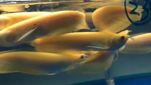 詳細(xì)閱讀:黃化銀龍:黃化銀龍是一種觀賞魚(yú),以其獨(dú)特的黃色和銀色鱗片為特征 黃化銀龍:黃化銀龍是一種觀賞魚(yú),以其獨(dú)特的黃色和銀色鱗片為特征