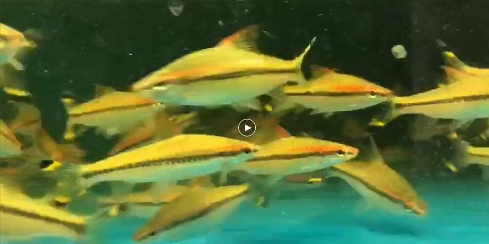 大尺寸一眉道人魚：大尺寸一眉道人魚是一種具有特殊形態和象征意義的藝術品