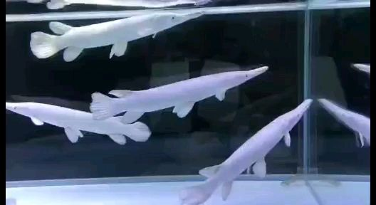 純白的白化火箭魚：白化火箭魚體色的適應意義 純白的白化火箭魚：白化火箭魚體色的適應意義 白化火箭魚